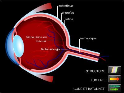 Structure de la rétine