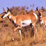 Pronghorns