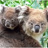 Mère Koala et son petit