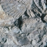 Calcaire avec fossiles