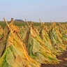 Séchage des feuilles de tabac