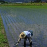 Rizière au Japon