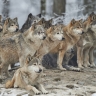 Loups gris